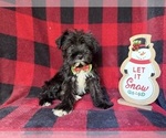 Small #6 Schnauzer (Miniature)