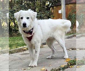 Great Pyrenees-Retriever  Mix Dogs for adoption in Westmont, IL, USA