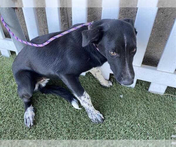 Medium Photo #1 Border Collie-Unknown Mix Puppy For Sale in Modesto, CA, USA