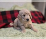 Small #6 Goldendoodle