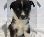 Miriq - Male Mutt Dog for Adoption - Small photo