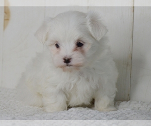Maltese Puppy for sale in PROVIDENCE, RI, USA