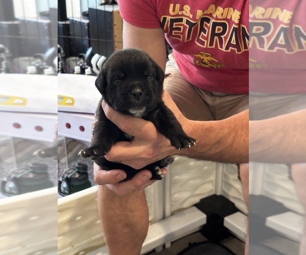 Medium Photo #43 Cane Corso Puppy For Sale in REEVESVILLE, SC, USA
