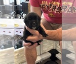 Small Photo #43 Cane Corso Puppy For Sale in REEVESVILLE, SC, USA
