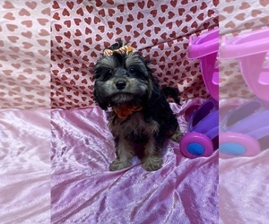 Cavapoo Puppy for sale in LANCASTER, MO, USA