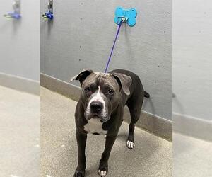 Mutt Dogs for adoption in Las Vegas, NV, USA