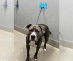 *AZRIEL - Male Mutt Dog for Adoption - Small photo