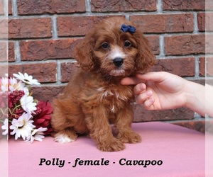 Cavapoo (Miniature) Puppy for sale in CLARKRANGE, TN, USA