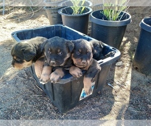 Rottweiler-Unknown Mix Puppy for sale in AGUANGA, CA, USA