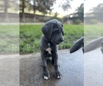 Small Photo #4 Great Dane Puppy For Sale in BRENTWOOD, CA, USA