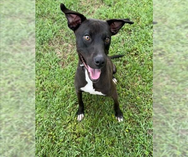 Medium Photo #2 Mutt Puppy For Sale in Conroe, TX, USA