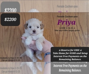 Poodle (Toy)-Zuchon Mix Puppy for sale in TUCSON, AZ, USA