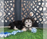 Small #4 Yo-Chon