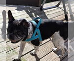 Small #1 French Bulldog