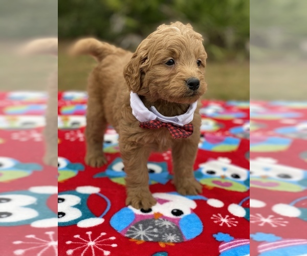 Medium Photo #11 Goldendoodle Puppy For Sale in FROSTPROOF, FL, USA