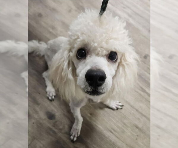 Medium Photo #1 Poodle (Miniature)-Unknown Mix Puppy For Sale in Lakewood, CO, USA