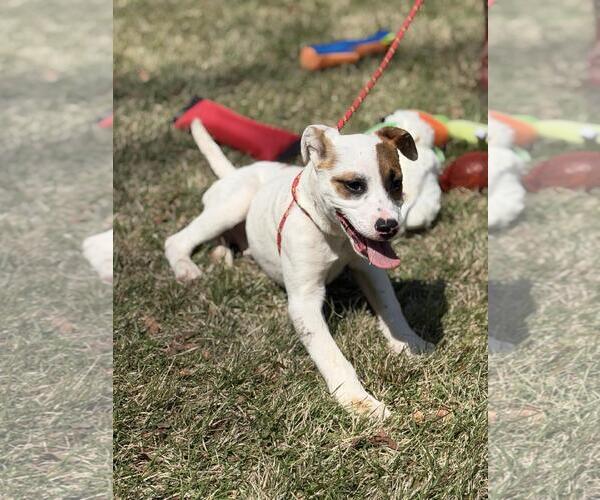 Medium Photo #2 Labrador Retriever-Unknown Mix Puppy For Sale in Yardley, PA, USA