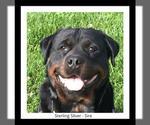 Small Photo #1 Rottweiler Puppy For Sale in N HIGHLANDS, CA, USA