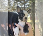 Small #3 Boston Terrier