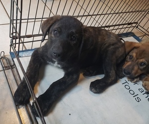 Beauceron-Great Pyrenees Mix Puppy for sale in STRAFFORD, NH, USA