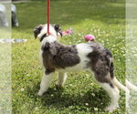 Small #3 Mutt