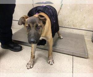 Mutt Dogs for adoption in Riverside, CA, USA