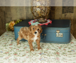Small Photo #10 Miniature Labradoodle Puppy For Sale in NAPPANEE, IN, USA