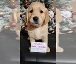 Small Photo #10 Golden Labrador-Golden Retriever Mix Puppy For Sale in BASTROP, TX, USA