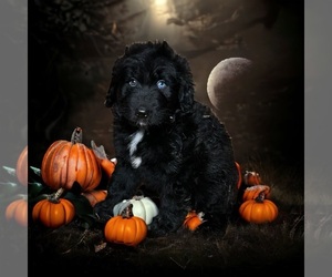 Aussiedoodle Puppy for Sale in INDEPENDENCE, Kentucky USA