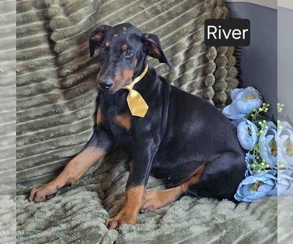 Medium Photo #3 Doberman Pinscher Puppy For Sale in POMEROY, OH, USA