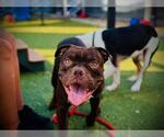 Small #1 American Bulldog Mix