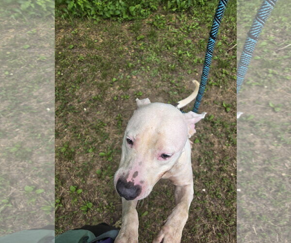 Medium Photo #5 American Staffordshire Terrier-Unknown Mix Puppy For Sale in Jackson, MS, USA
