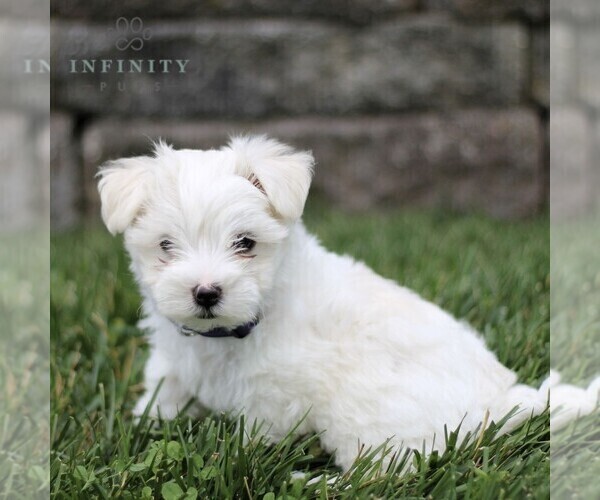 Medium Photo #4 Maltese Puppy For Sale in ATGLEN, PA, USA
