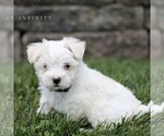 Small Photo #4 Maltese Puppy For Sale in ATGLEN, PA, USA