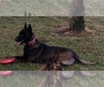 Small Photo #1 Belgian Malinois Puppy For Sale in SHIPSHEWANA, IN, USA