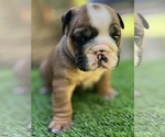 Small Photo #23 Bulldog Puppy For Sale in STOCKBRIDGE, GA, USA