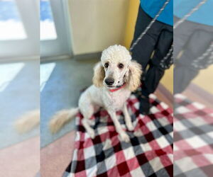 Labradoodle Dogs for adoption in Ogden, UT, USA