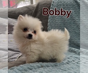 Pomeranian Puppy for sale in HOLTON, MI, USA