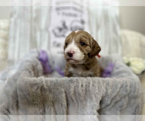 Medium Photo #17 Australian Labradoodle Puppy For Sale in VANCOUVER, WA, USA
