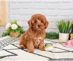 Small #3 Cavapoo (Miniature)