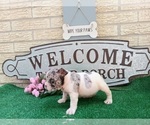 Small Photo #3 American Staffordshire Terrier-French Bulldog Mix Puppy For Sale in CARTHAGE, TX, USA
