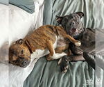Small #25 American Pit Bull Terrier-Labrador Retriever Mix