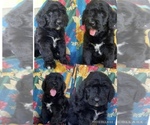 Puppy Willow Bernedoodle