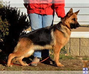Mother of the German Shepherd Dog puppies born on 03/23/2021