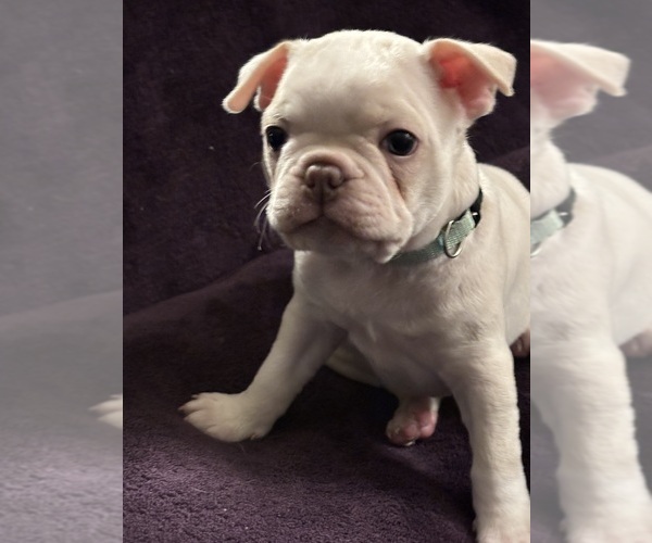 Medium Photo #15 Boston Terrier Puppy For Sale in HAMDEN, CT, USA