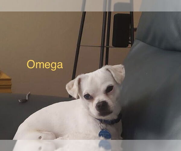 Medium Photo #3 Chi-Chon Puppy For Sale in Colorado Springs, CO, USA