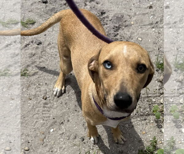 Medium Photo #4 Catahoula Leopard Dog-Unknown Mix Puppy For Sale in Sanford, FL, USA