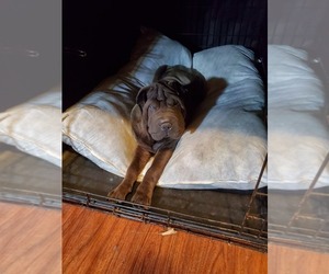 Chinese Shar-Pei Puppy for sale in LONGVIEW, WA, USA