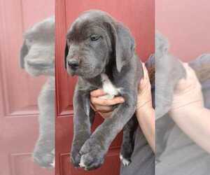 Cane Corso Puppy for sale in COTTAGEVILLE, SC, USA