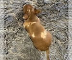Small #1 Chihuahua